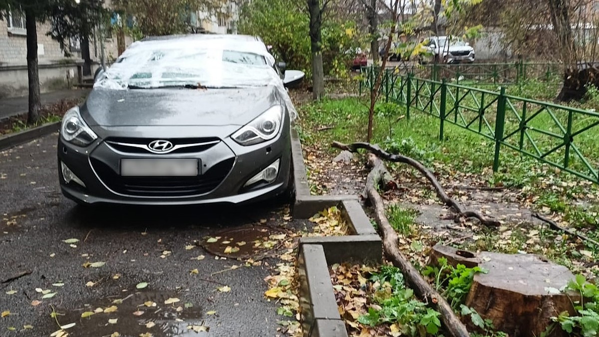 В Ростове упавшее из-за ураганного ветра дерево разбило иномарку - KP.RU