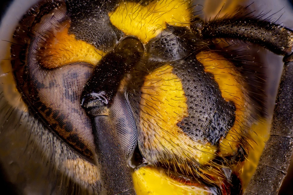 Голова осы под сильным увеличением. Фото: Алексей ПОЛЯКОВ