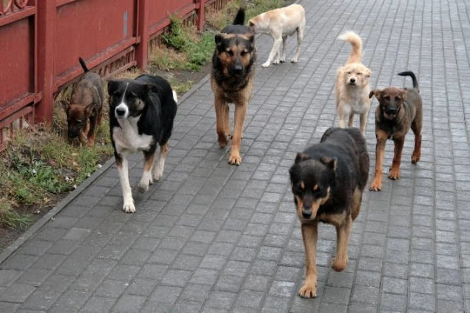 80 тыс рублей выплатят школьнице, которую укусила собака в Иркутской области