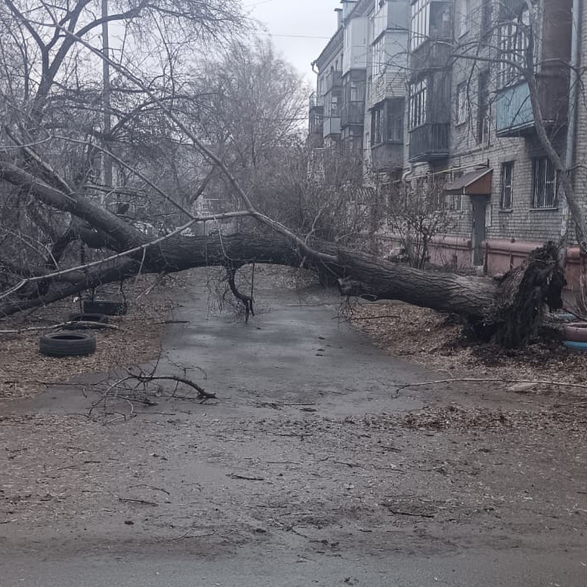 Ураган в Алтайском крае 19 ноября 2023: последствия, фото и видео урагана в  Алтайском крае 19 ноября 2023 - KP.RU