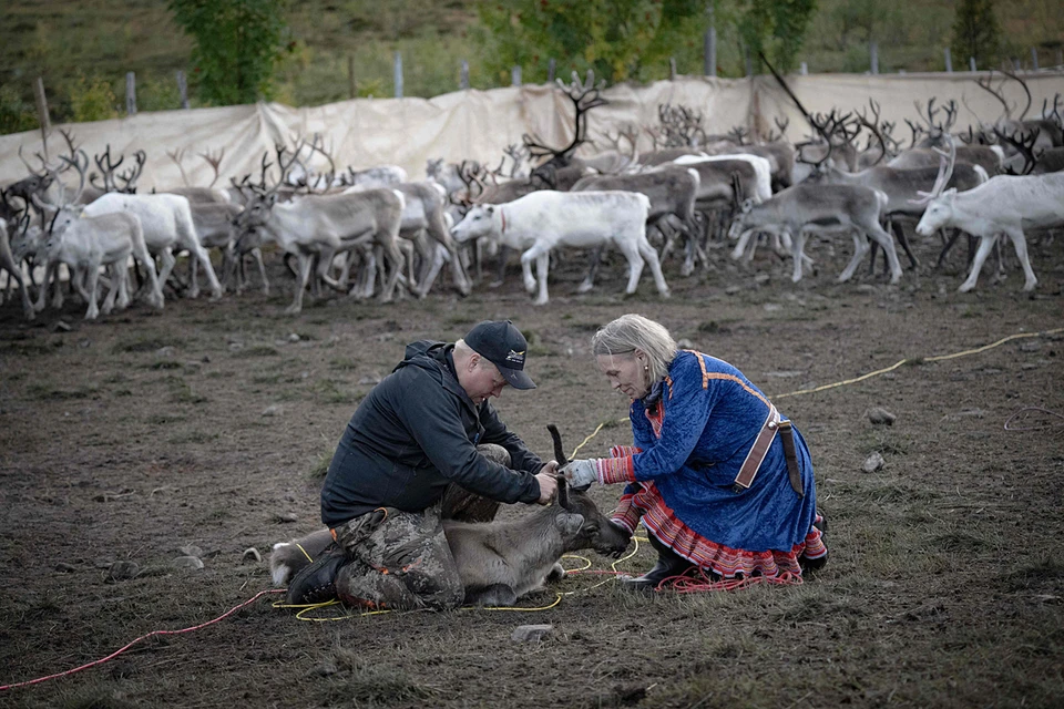 Сейчас в пятимиллионном королевстве живет около 80 тысяч саамов. А сколько бы было без полуторавековой «норвегизации»?
