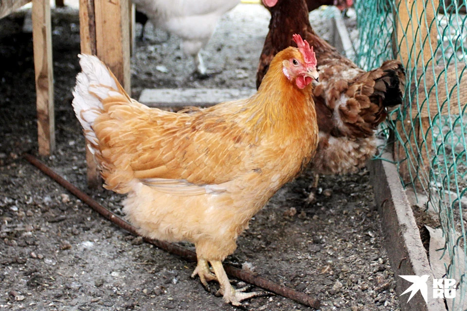Тверская продукция пользуется спросом.