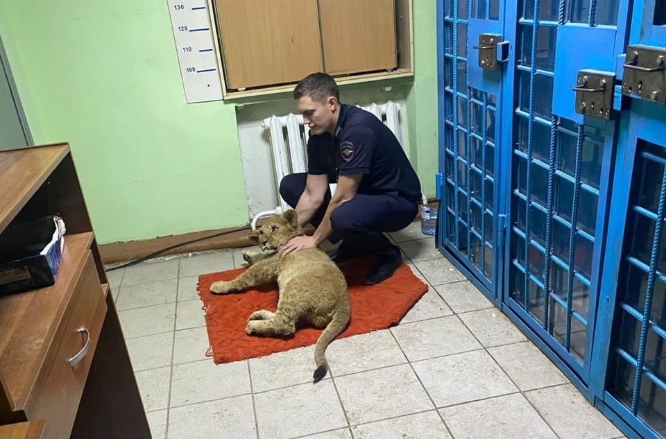 Полицейские пересадили львенка в служебный автомобиль и отвезли в отдел полиции