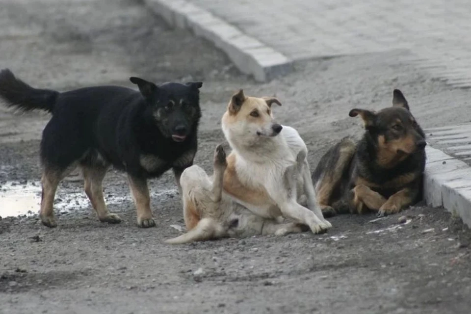 Всего было шесть собак