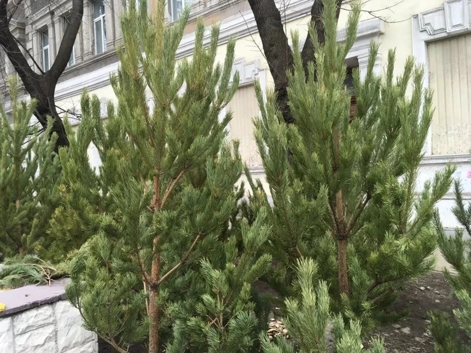 В крымских лесах и заповедниках с 30 ноября усилена охрана хвойных деревьев