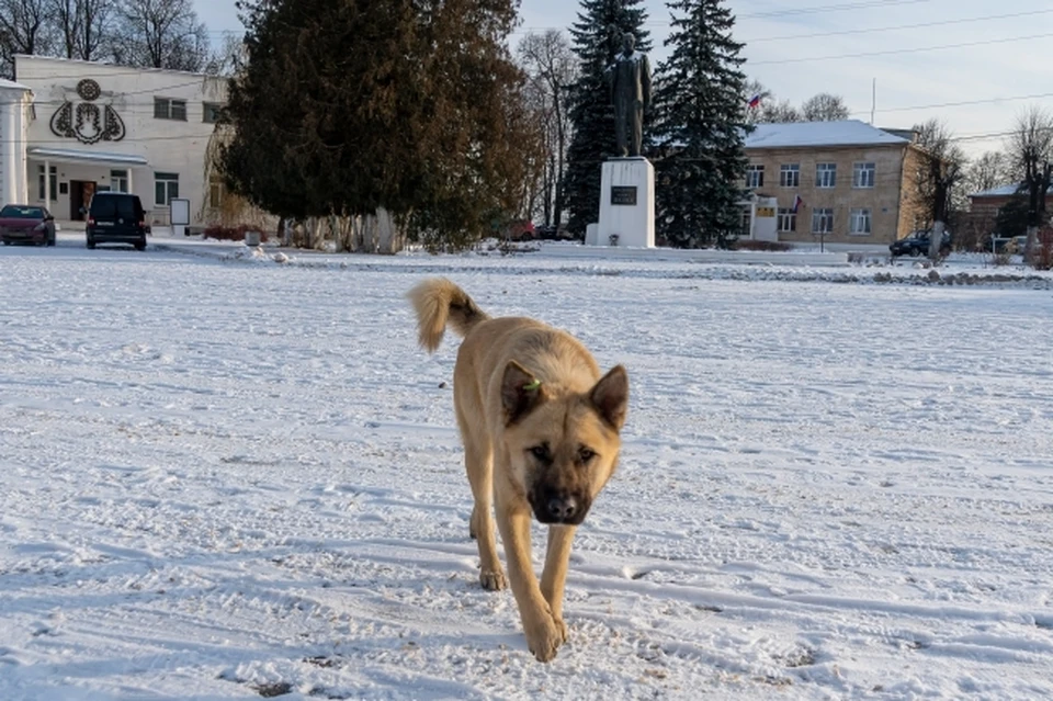 Бездомная собака набросилась на ребенка в Кстове.