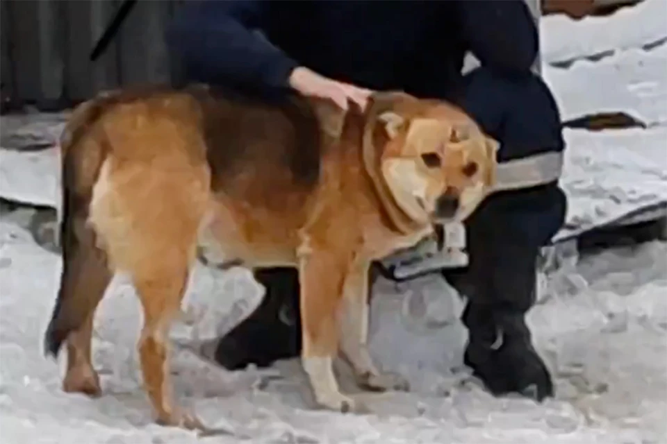 Люся была рада вернуться к хозяевам после лечения. Фото: vk.com/animal_rights_spb