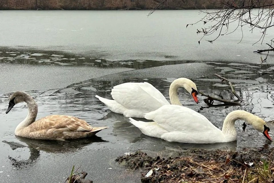 В ЛНР спасатели помогли выбраться уткам из ледяного плена. Фото - МЧС ЛНР