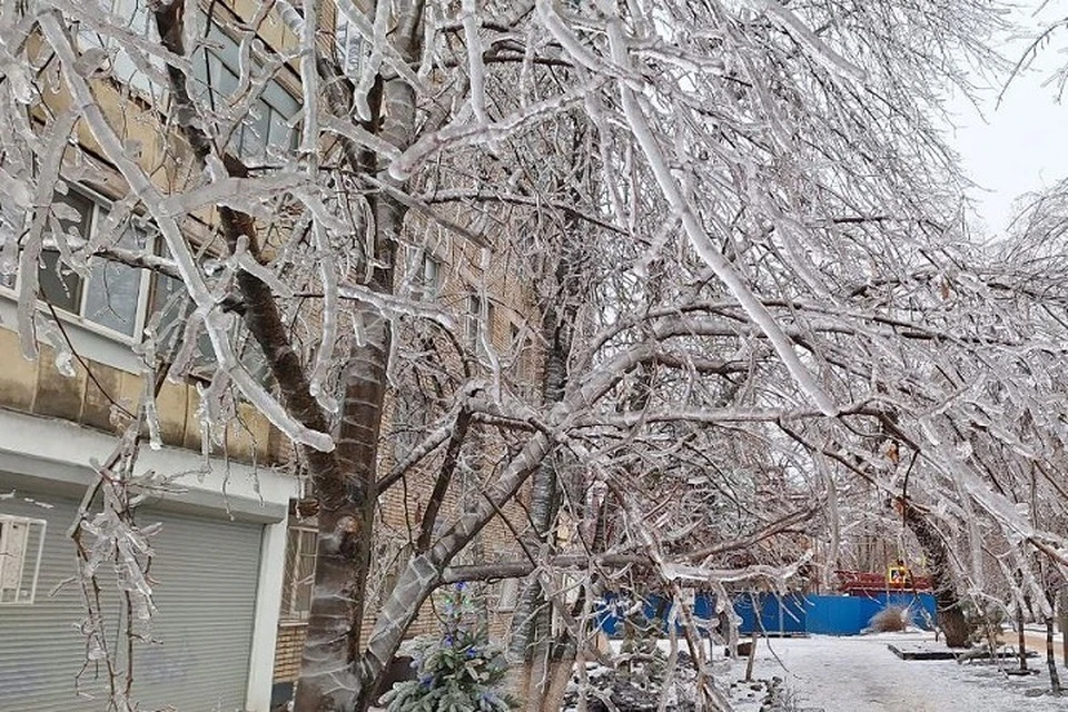 В Ростове-на-Дону из-за обледенения крон начали падать здоровые деревья