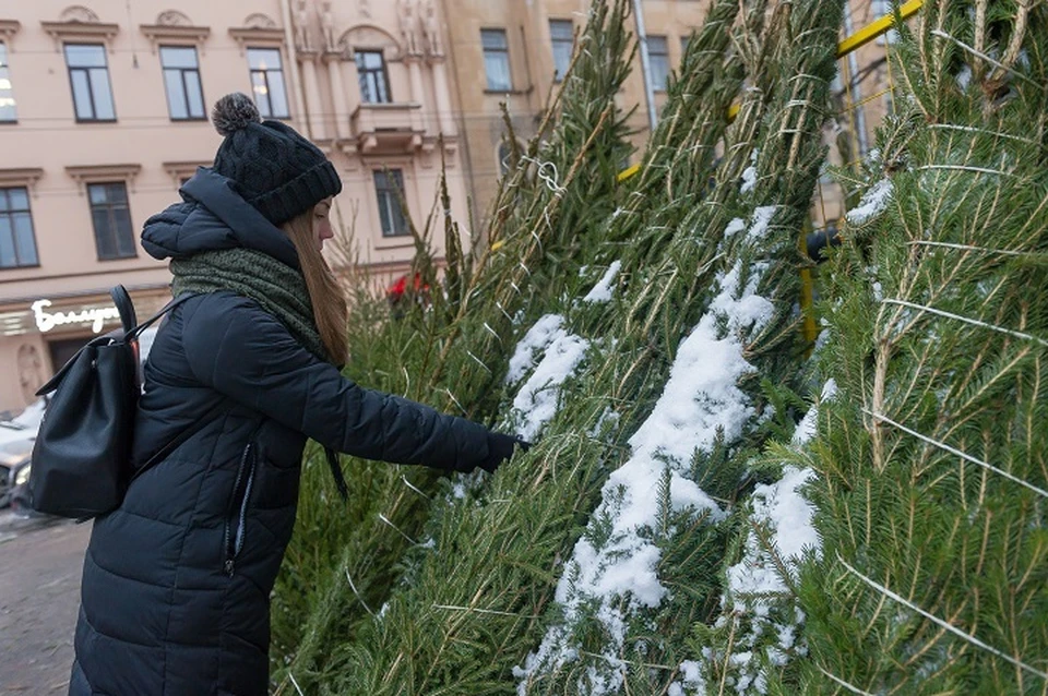 Елочные базары открылись в Хабаровске