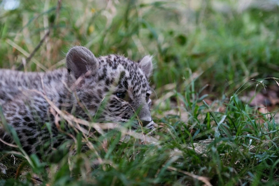В Сочи рассказали, как растут маленькие хищники. Фото: t.me/leopardcenter