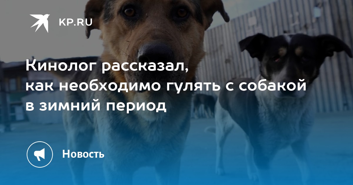 Кинолог рассказал, как необходимо гулять с собакой в зимний период - KP.RU