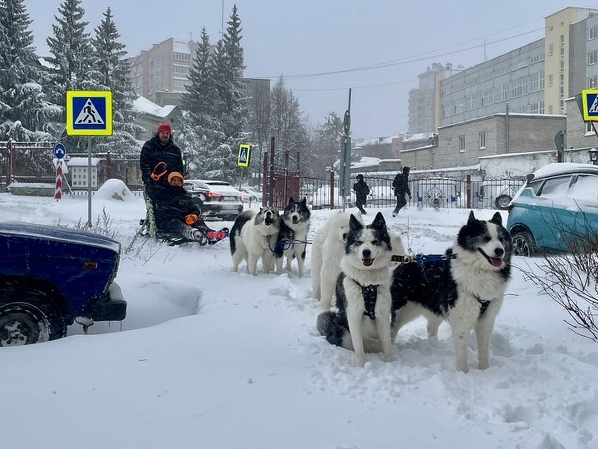 «Как на Севере»: челябинец прокатился по городу на упряжке из шести ездовых  собак - KP.RU