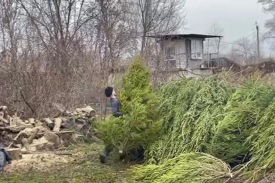 Хвойные деревья пойдут в несколько отделов зоопарка. Фото: зоопарк Ростова.