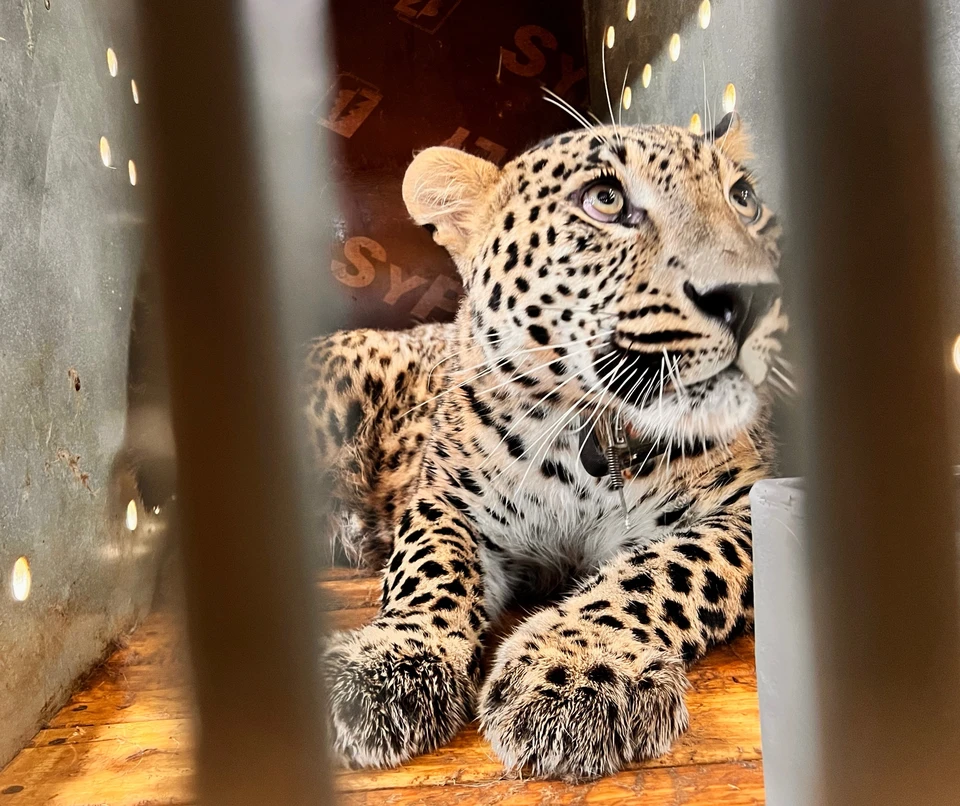 Леопард Чилмас перед выпуском в дикую природу. Фото: telegra.ph/Leopard-CHermen.
