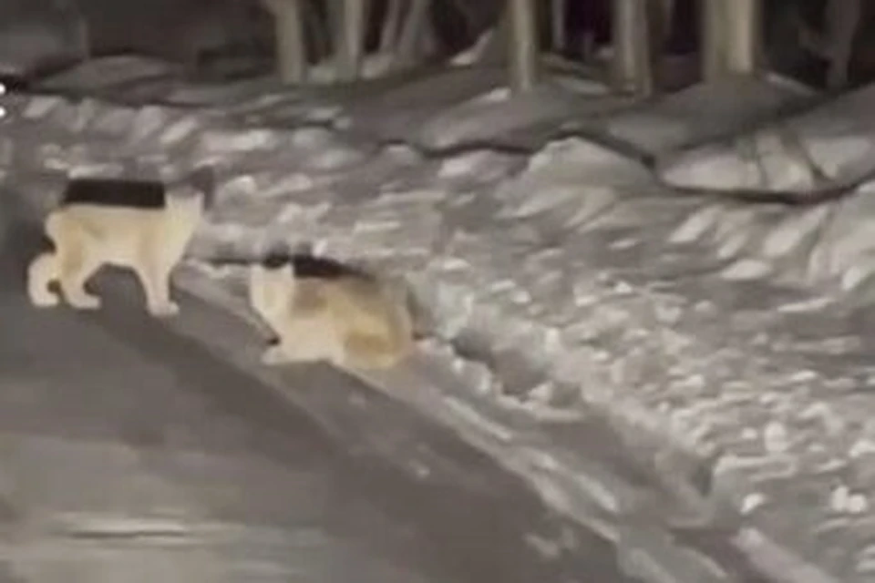 Хищники вели себя довольно спокойно.