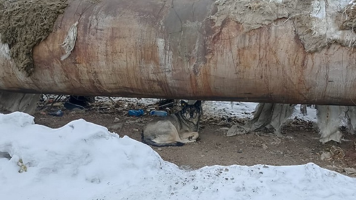 Нападение собак на мужчину в Хабаровске 16 января 2024: что известно на  данный момент - KP.RU