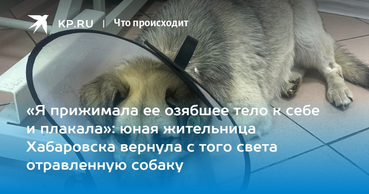 красивые стихи про собак. молитва за собаку. вернуть ли щенка. вернуть ли щенка. вернуть ли щенка.