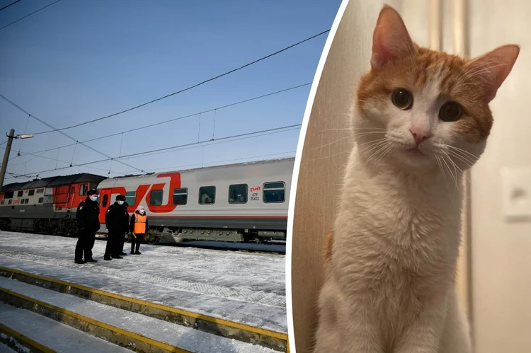 найди еду рядом. стол с едой. растительная пища меню. найди еду рядом.