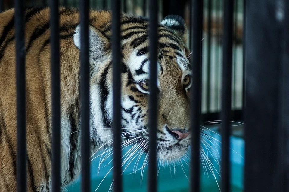 Конфликтного тигра поймали в Хабаровском крае в ночь с 20 на 21 января