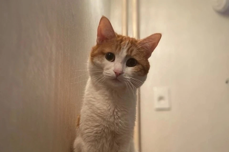 Котика нашли мертвым. Фото: предоставлено "КП"
