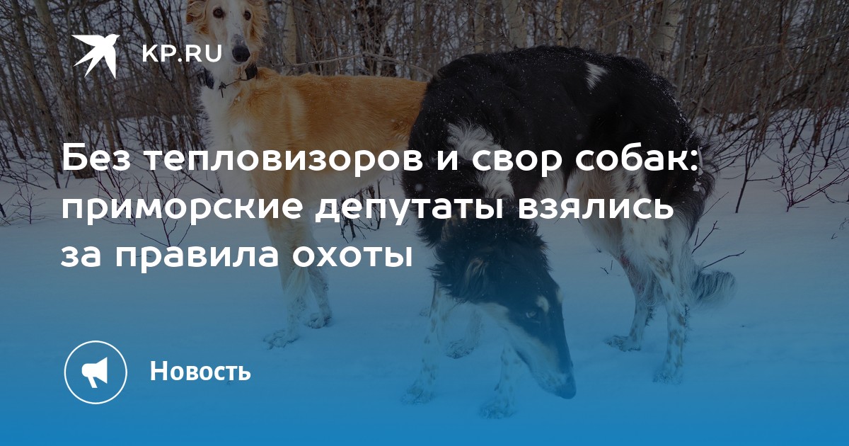 собаки дв. собака с добрыми глазами. русский охотничий спаниель спаниели. порода собак бигль щенок. обнимает собаку.