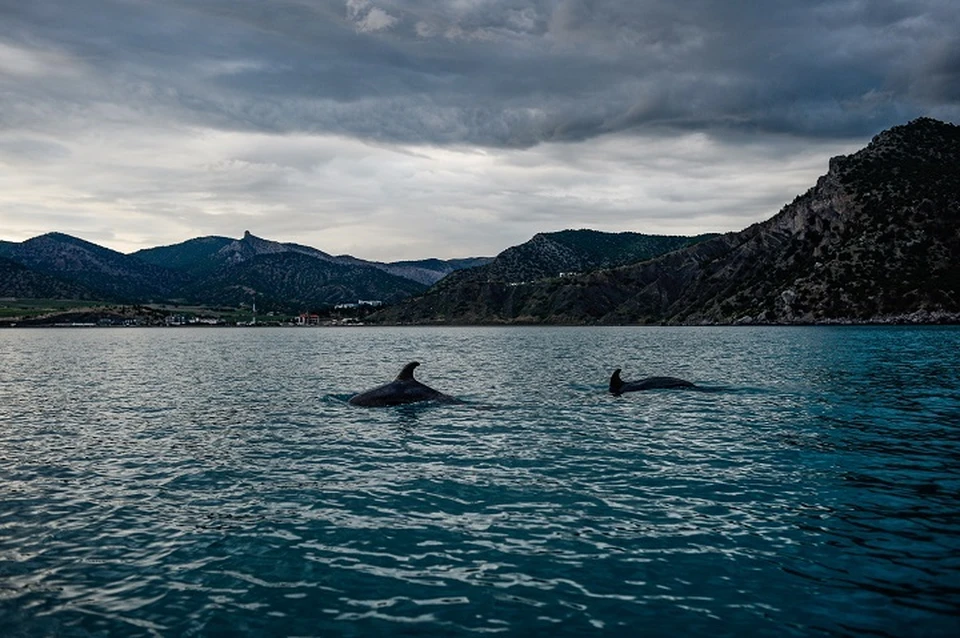 В 2023 году зафиксировали меньше всего выбросов дельфинов. Фото: "Безмятежное море". Официальный сайт.