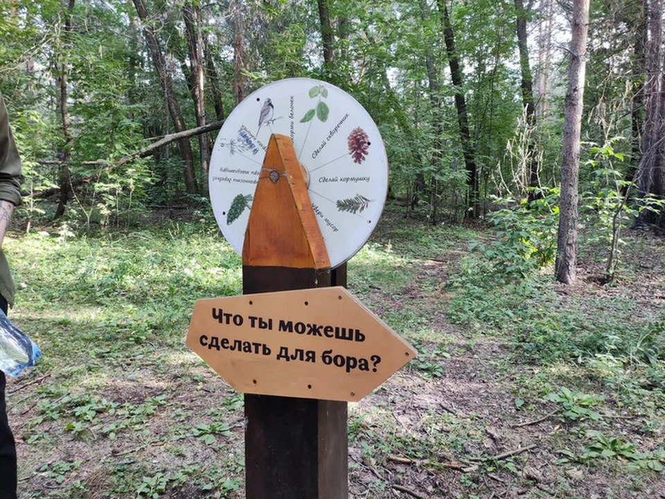 Городской бор - уникальный памятник природы прямо в центре Челябинска.