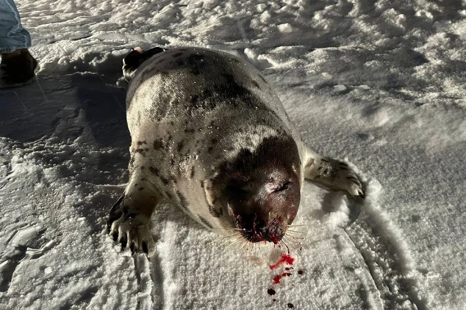 Тюленя нашли на дороге. Фото: vk.com/dzhulbars.club