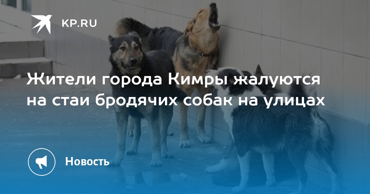 шпиц патиколор. щенки кимры. помесь йорка и болонки. метис пекинеса черный. померанский шпиц белый оранжевый.