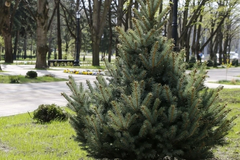 Скверы Знаменский и Стасовский появятся в Краснодаре Фото: пресс-служба городской администрации