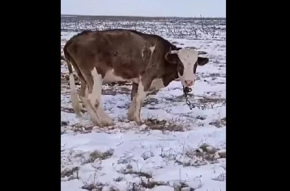 Коровы умирают на морозе. Фото: скрин с видео группы ВК Типичный Урюпинск.