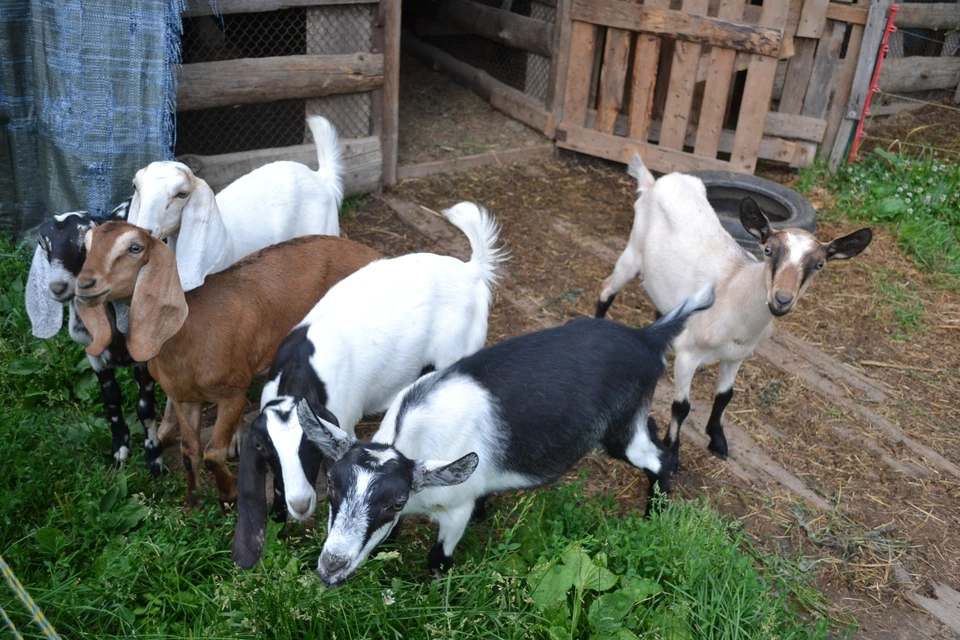 В Ульяновских сельхозпредприятиях подсчитали численность овец, коз и свиней