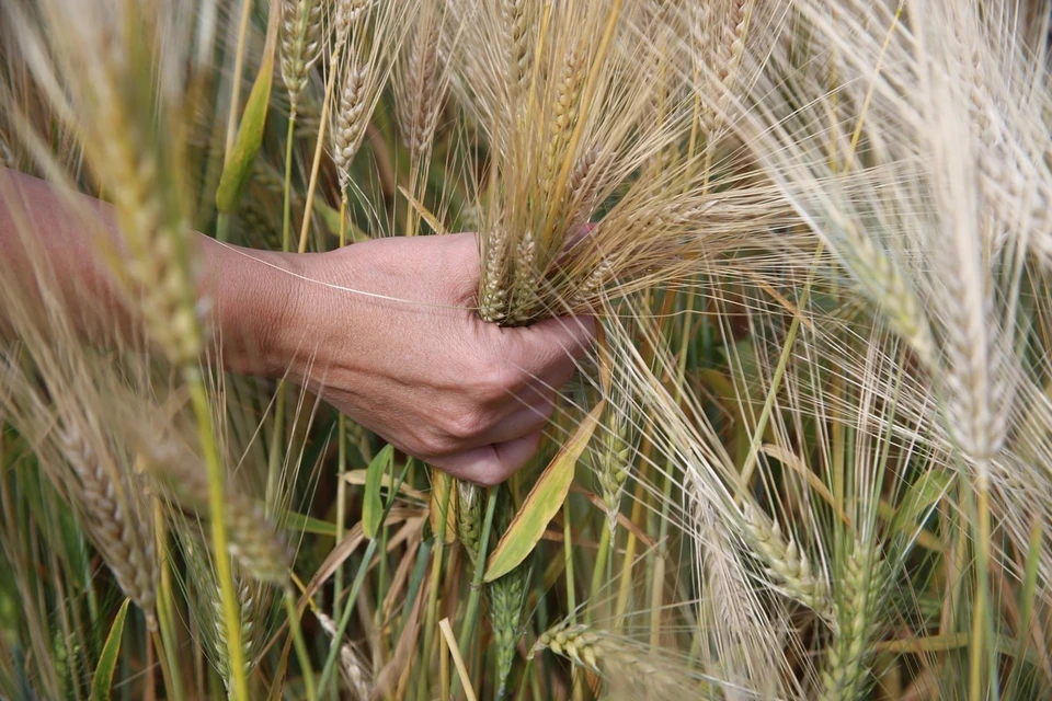 В январе Красноярский край экспортировал более 50 тысяч тонн зерна