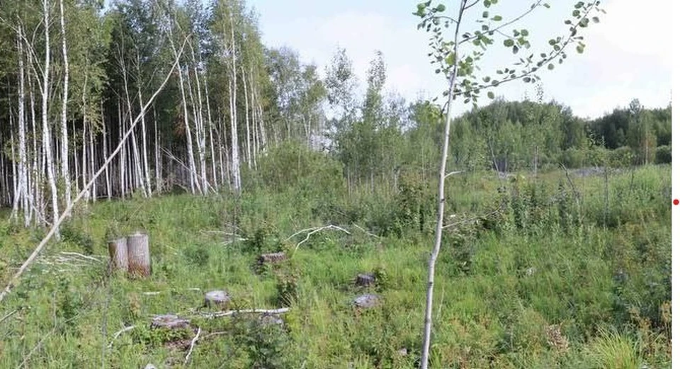 Так выглядел лес после того, как в нем орудовал виновник. Фото: пресс-служба прокуратуры Омской области.