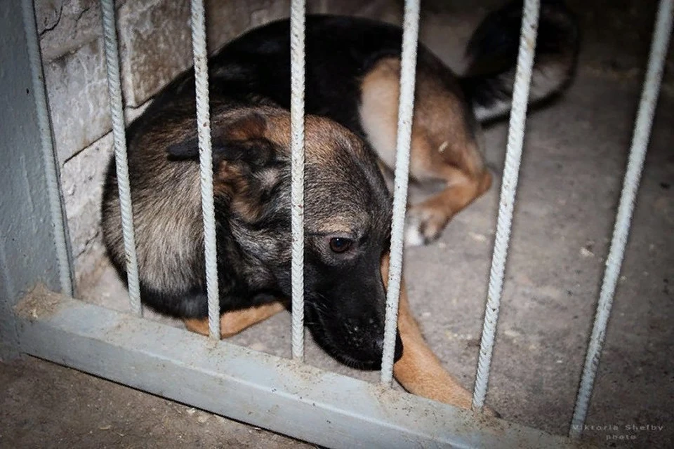 Суд обязал владельца частного приюта для животных в деревне Настасьино Тульской области привести его в порядок