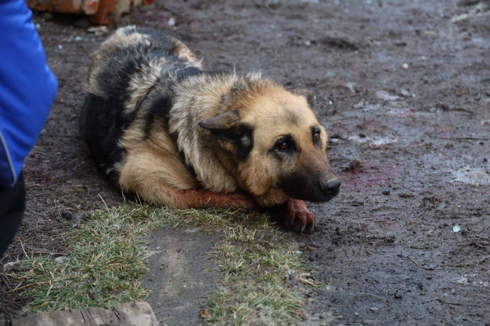 Пострадавшая при обстреле Белгородской области собака не выжила.
