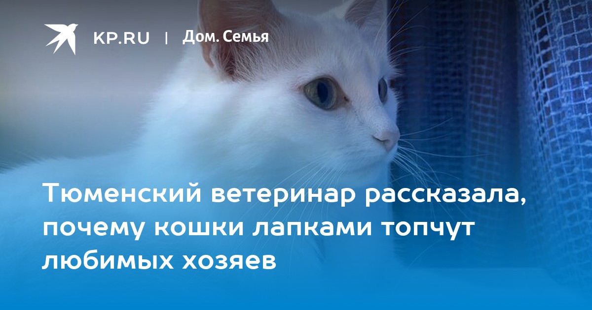Тюменский ветеринар рассказала, почему кошки лапками топчут любимых хозяев  - KP.RU