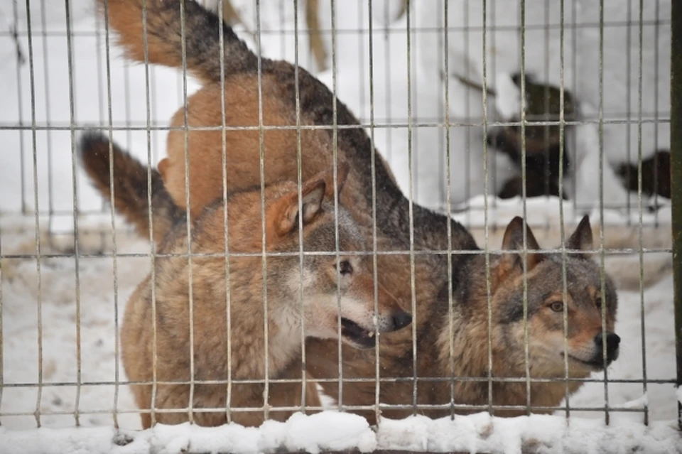 Борьба с волками объявлена в Смоленской области