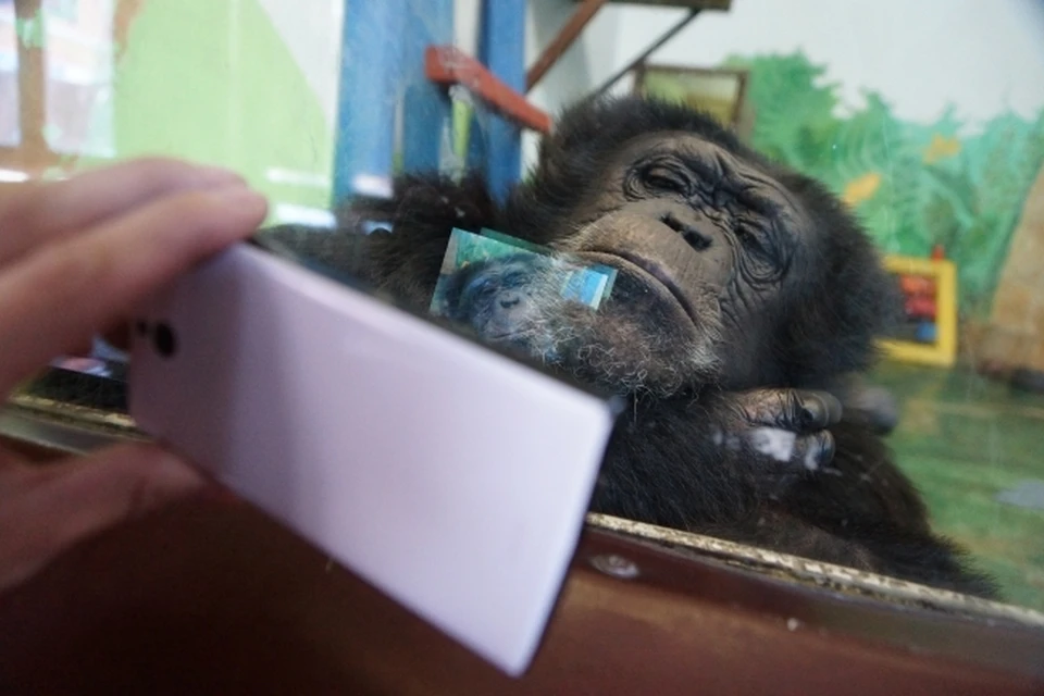 Зоомистера выбирают ежегодно и обычно в этом администрации зоопарка помогают его посетители