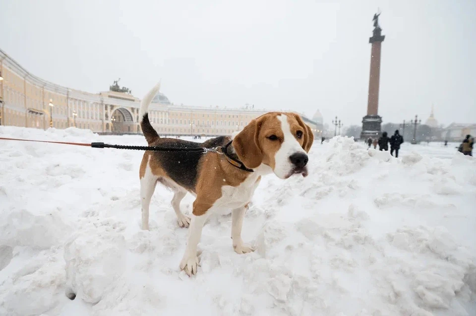 В Петербурге откроют новые общественные пространства и площадки для выгула собак.