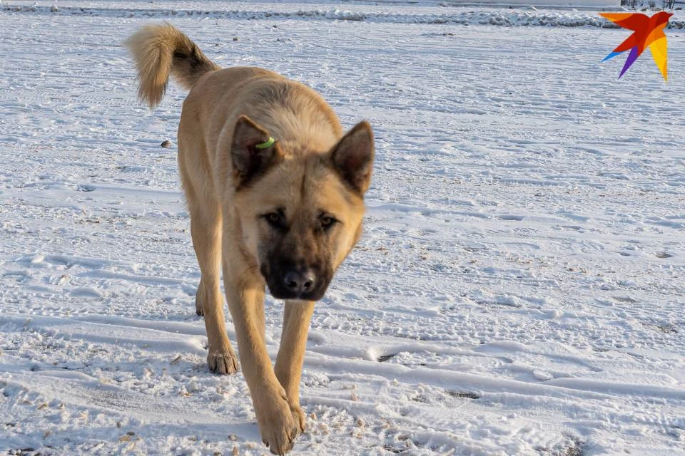 Жители Мурманской области пострадали от укусов безнадзорных собак.