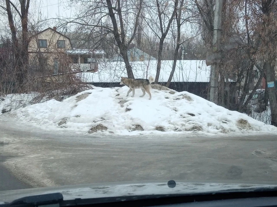 Фото из телеграм-канала управления экологии Воронежа