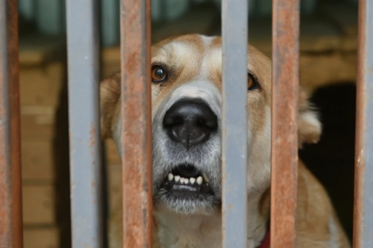 Будут усыплять, но не всех: закон об эвтаназии бездомных животных приняли на Колыме