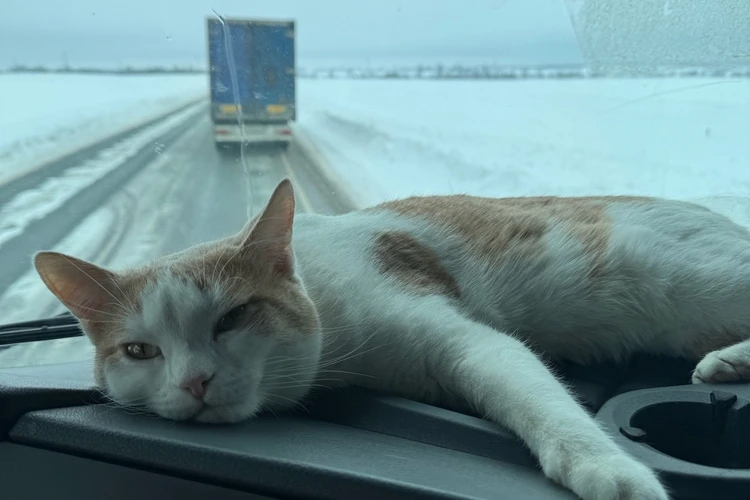 «Нашел Кокоса в горах Урала»: кот-дальнобойщик колесит по России с водителем из Липецка