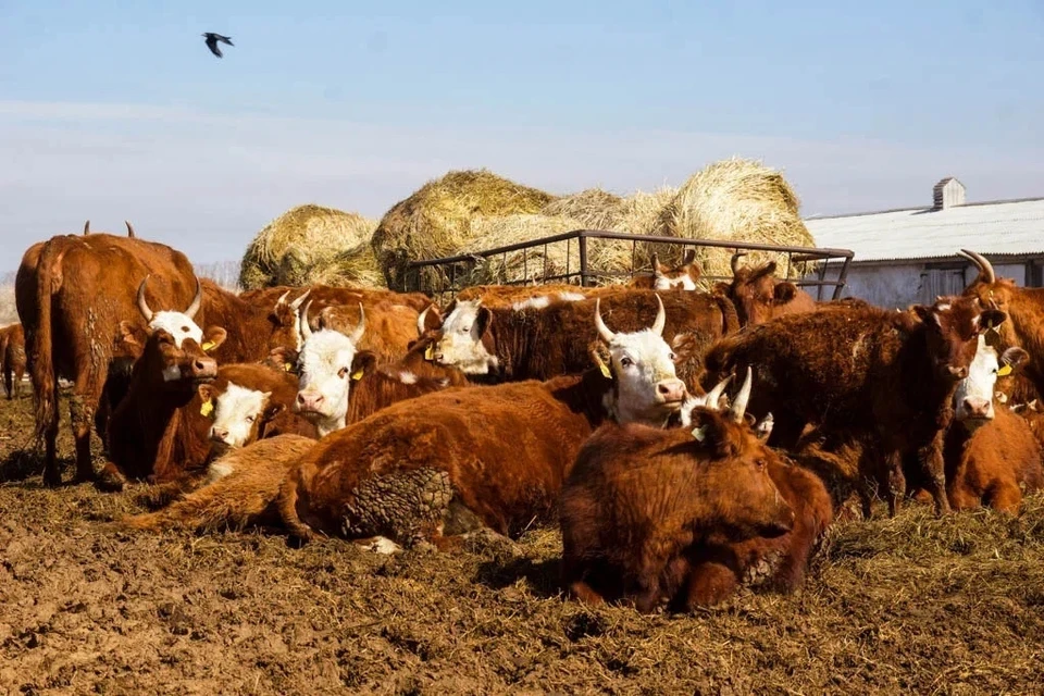 В регионе выросло производство молочной продукции