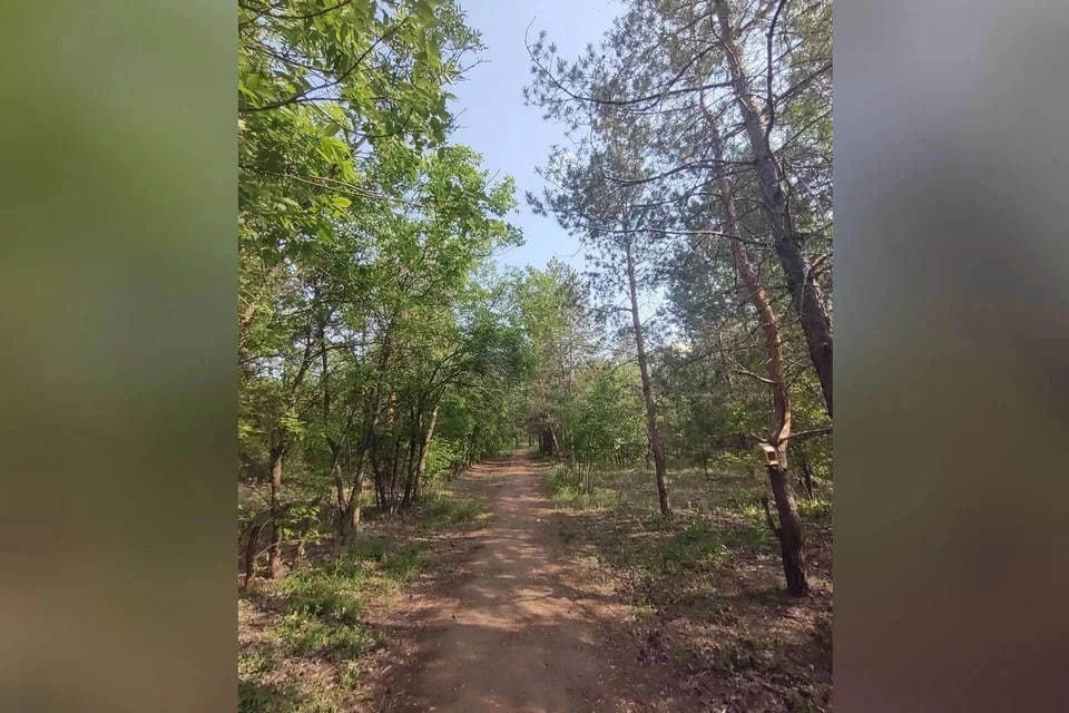 Перед началом благоустройства предстоит убрать корни деревьев и пни