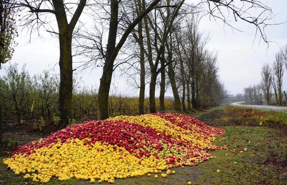 Фермеры в Молдове выбрасывают яблоки на обочину, а раньше продавали в Россию. Фото: соцсети