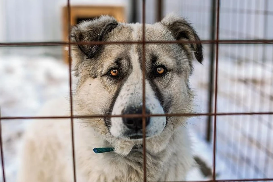 В Приюте для безнадзорных животных Якутска в начале января содержалось 943 собаки. Фото: мэрия Якутска