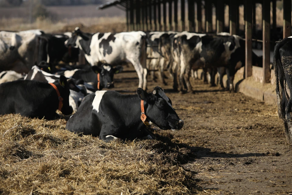 данные по фермерскому хозяйству. крестьянское фермерское хозяйство презентация. презентация фермерского хозяйства. данные по фермерскому хозяйству. презентация кфх.